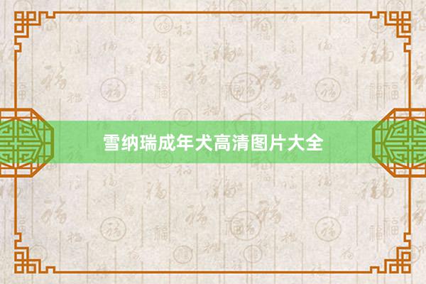 雪纳瑞成年犬高清图片大全